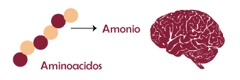 amonio amonio