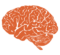 cerebro cerebro